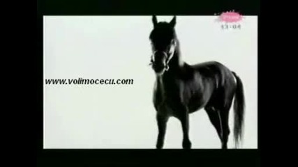 Цеца - Пиле (превод)