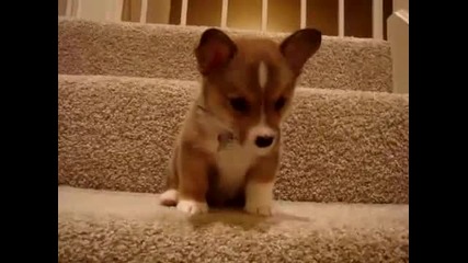 Сладко кученце го е страх да слезе по стъпалата 
