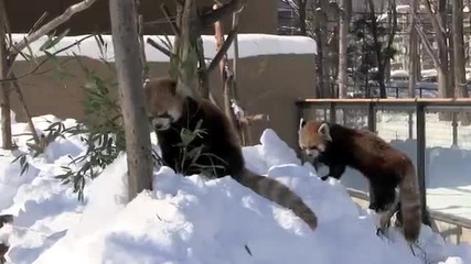 Бой без правила: Червена панда срещу Червена панда