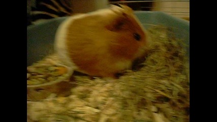 13 март 2010 - Мила (01)