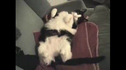 Тъпа котка спи 