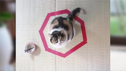Как да затворим котка в кръг ?