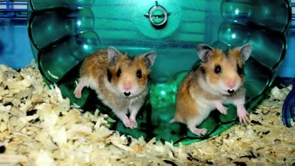 Singing Hamsters Very Cute!!!