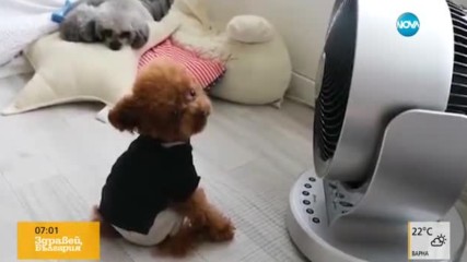 Сладки кученца се разхлаждат в жегата