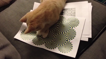 Котенце се опитва да разбере оптична илюзия
