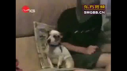 Много Смях с Животни