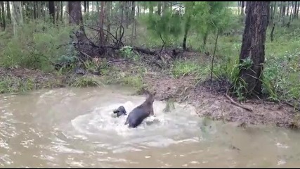 Ловджийско куче и кенгуру