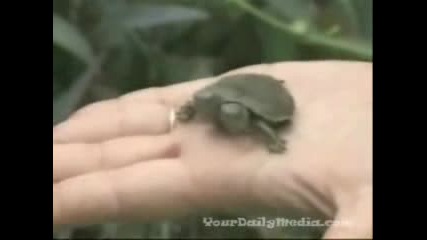 Two Headed Turtles