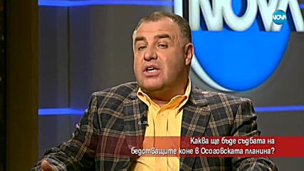 Каква ще бъде съдбата на конете, бедстващи в Осоговската планина?