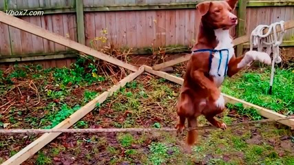 Изумиmелноmо куче Ози балансира на въже