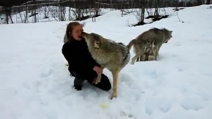 Вълци - приятели на жена