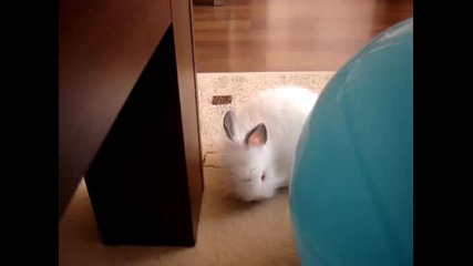 Заек Си Играе С Балон
