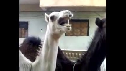 Гъделичкане на камила 
