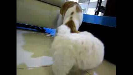 Много търпелива котка