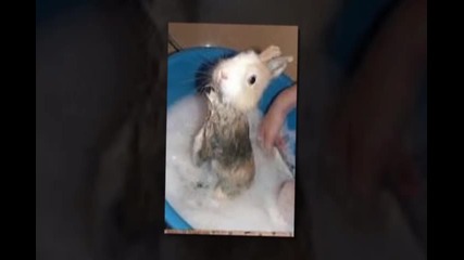 Cмешни животни