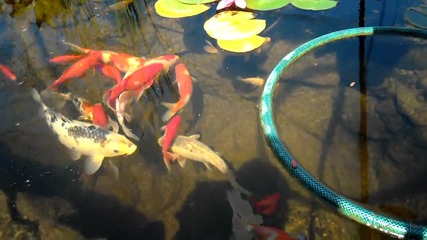 koi