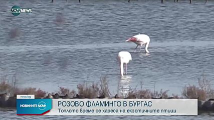 Розовото фламинго трайно се засели по родното Черноморие