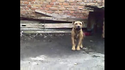 Pit Bul