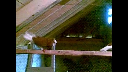 Palamarski galabi - Sevim