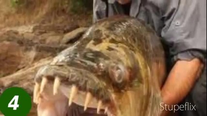 Топ 10 най-опасните морски животни