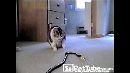 Коте срещу змия 