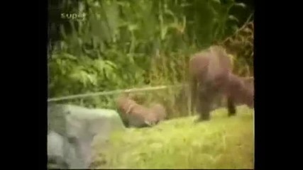 забавни инциденти