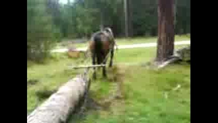 selo sv petka kon darpa dobre
