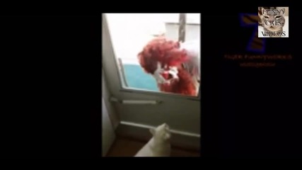 Компилация смешни котки!