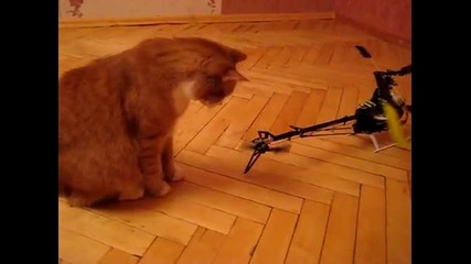 Котка и вертолет
