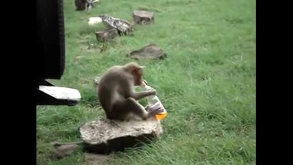 Смешната маймуна 