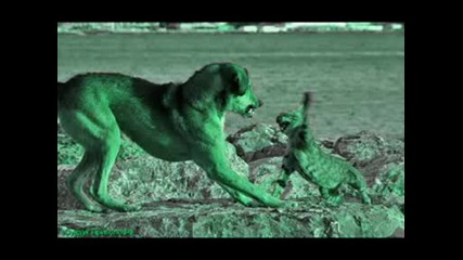 Cats vs Dogs