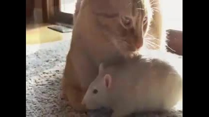 Ето, че приятелството между котка и мишка е възможно :}