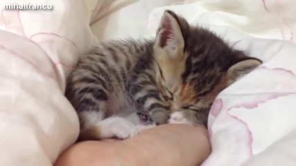Компилация Смях ! Funny Video Animal - Cute Kittens Compilation