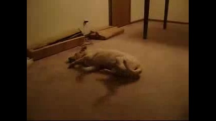куче сънува ..скача и се блъска в стена