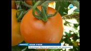 Възраждат вкуса на доматите от миналото - Новините на Нова