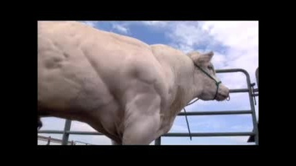 Мускулеста Крава - Невероятно!!! 