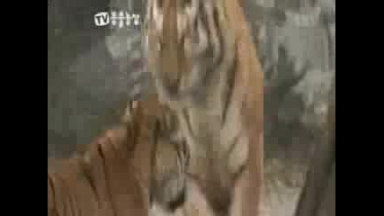 Тигър Срещу Лъв