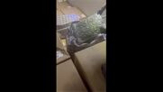 Спипаха голямо количество марихуана на „Капитан Андреево“