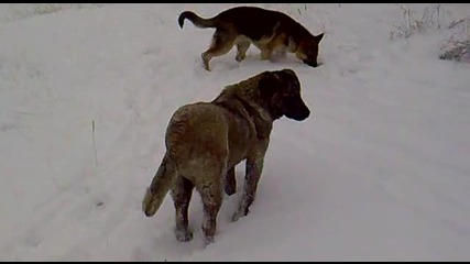 rex i cezar