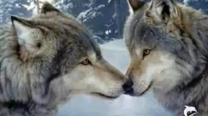 Bryan Adams - To you i will always return...wolf Love