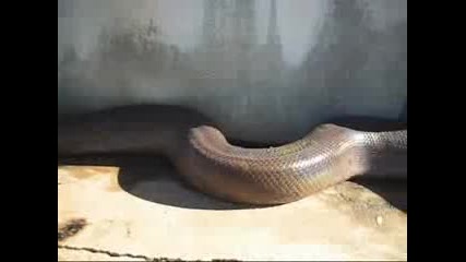 Змия Атакува Камерата 2