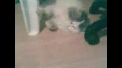 Котка И Тигър