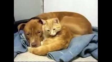 Любов между котка и куче