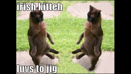 Funny Cats 13