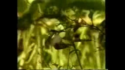 Osho Why I am Talking - a Reminder 