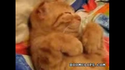 Сладко коте което иска да спи 