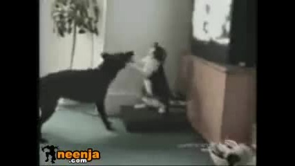 Котка срещу Куче *смях*