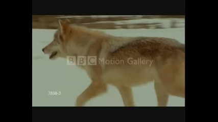 Светът на животните 