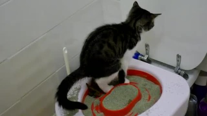 Котка се учи как да използва тоалетната чиния