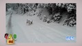 Кучета и котки си лудуват в снега! Забава до забрава!!!